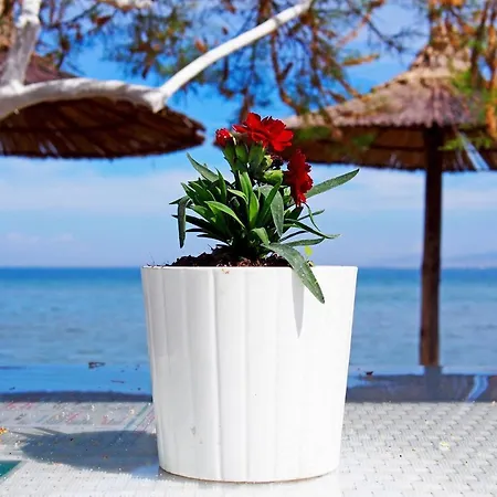 Rena's Traditional Aegean House By The Sea